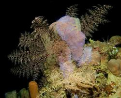 BAsket Star, night dive, D70s by Larry Polster 